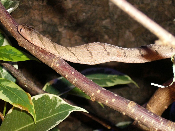 Dasypeltis scabra