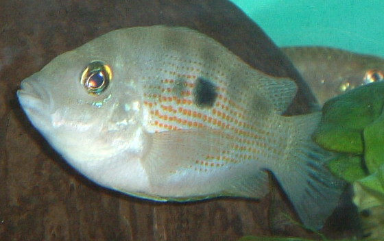 Etroplus maculatus