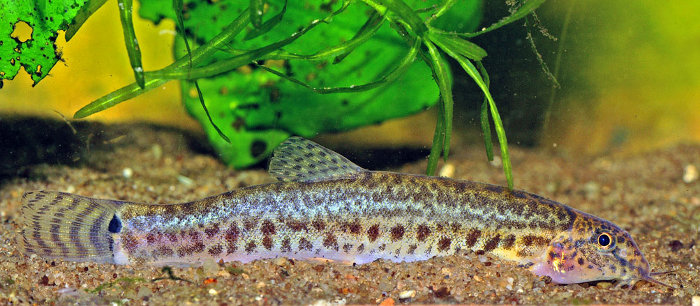 Lepidocephalichthys thermalis