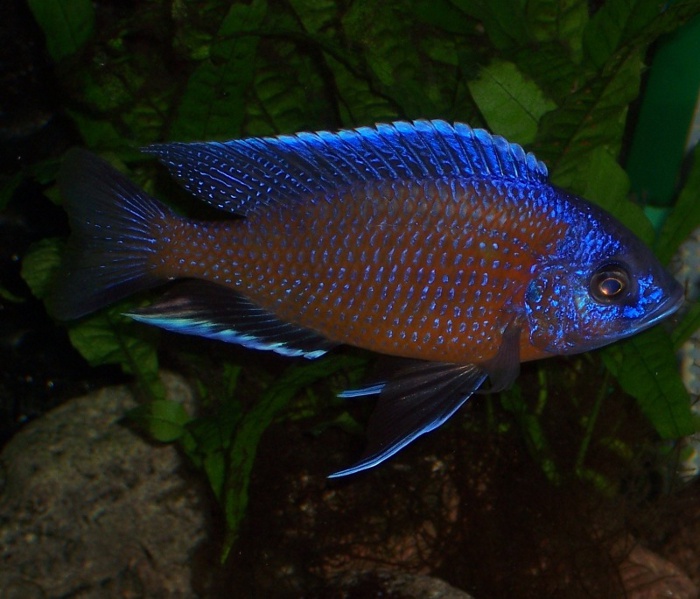 Copadichromis borleyi