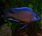 Copadichromis borley