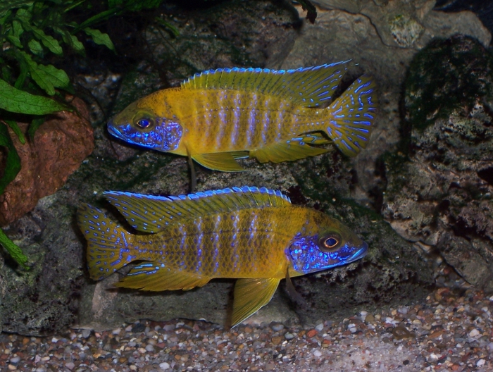 ursprüngliche Zuchtform Aulonocara „red rubin“