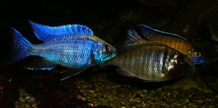 Copadichromis spec. „mloto likoma“/„Ivoryhead“, Placidochromis elektra „Ford Maguire“, Aulonocara stuartgranti „Usisya“