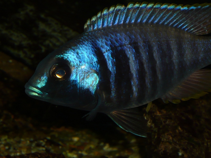 Placidochromis elektra „Ford Maguire“