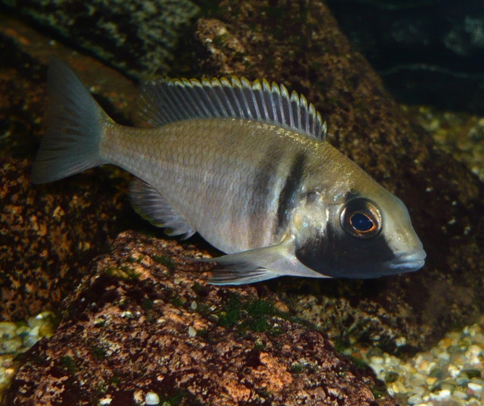 Placidochromis elektra „Ford Maguire“