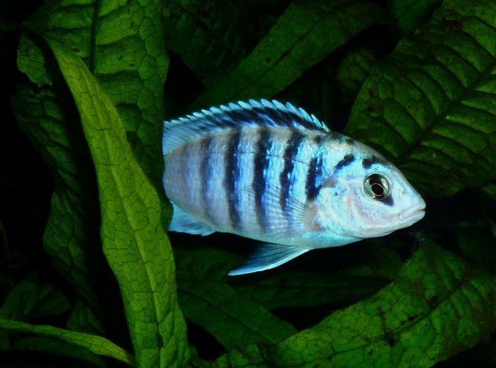 Labidochromis chisumulae