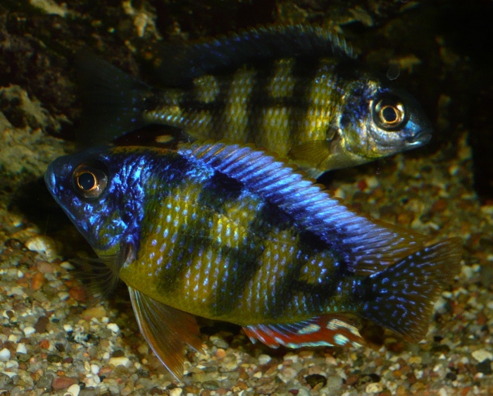 Protomelas spec. „steveni taiwan“