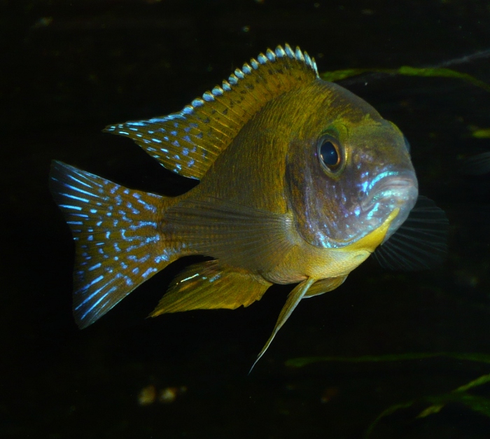 Aulonocara spec. „stuartgranti maleri“