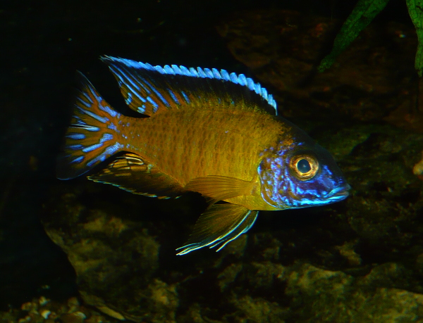 Aulonocara steveni „Usisya“