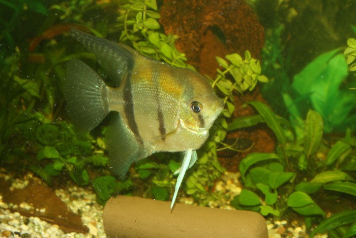 Pterophyllum scalare