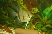 Pterophyllum scalare