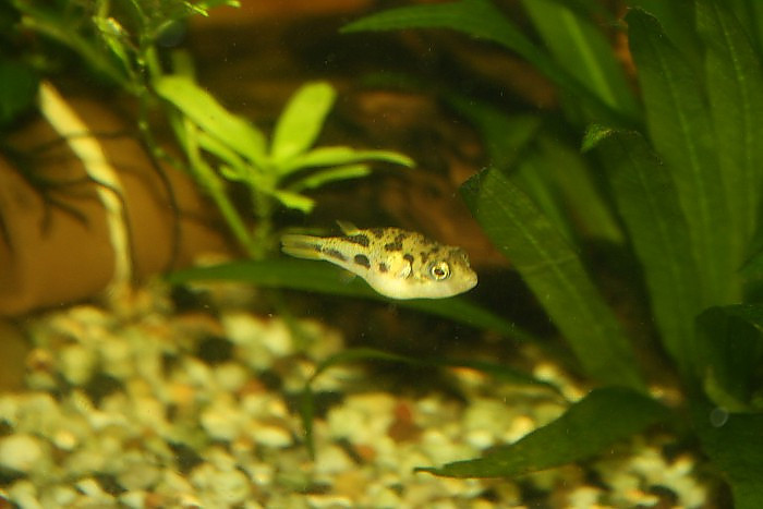 Carinotetraodon travancoricus