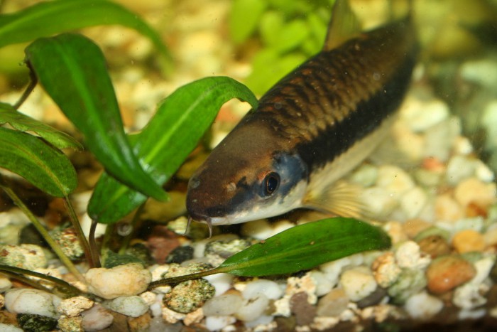 Crossocheilus siamensis