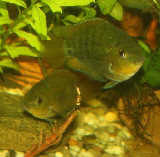 Herotilapia multispinosa