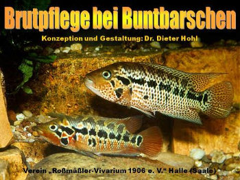 Brutpflege bei Buntbarschen
