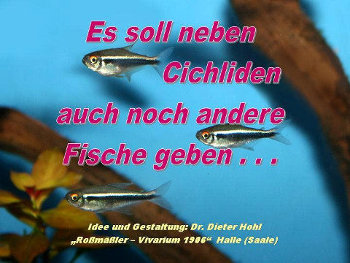 Es soll neben Cichliden auch noch andere Fische geben . . .