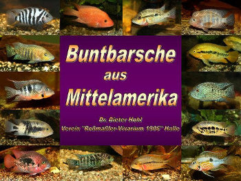 Buntbarsche aus Mittelamerika